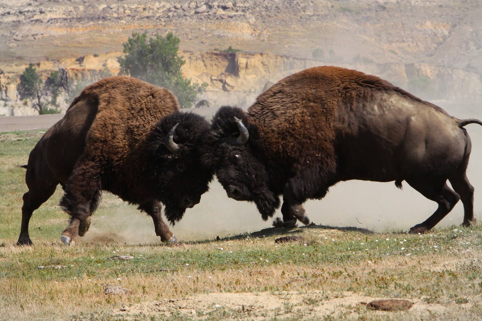 Bison in Theodore Roosevelt National Park