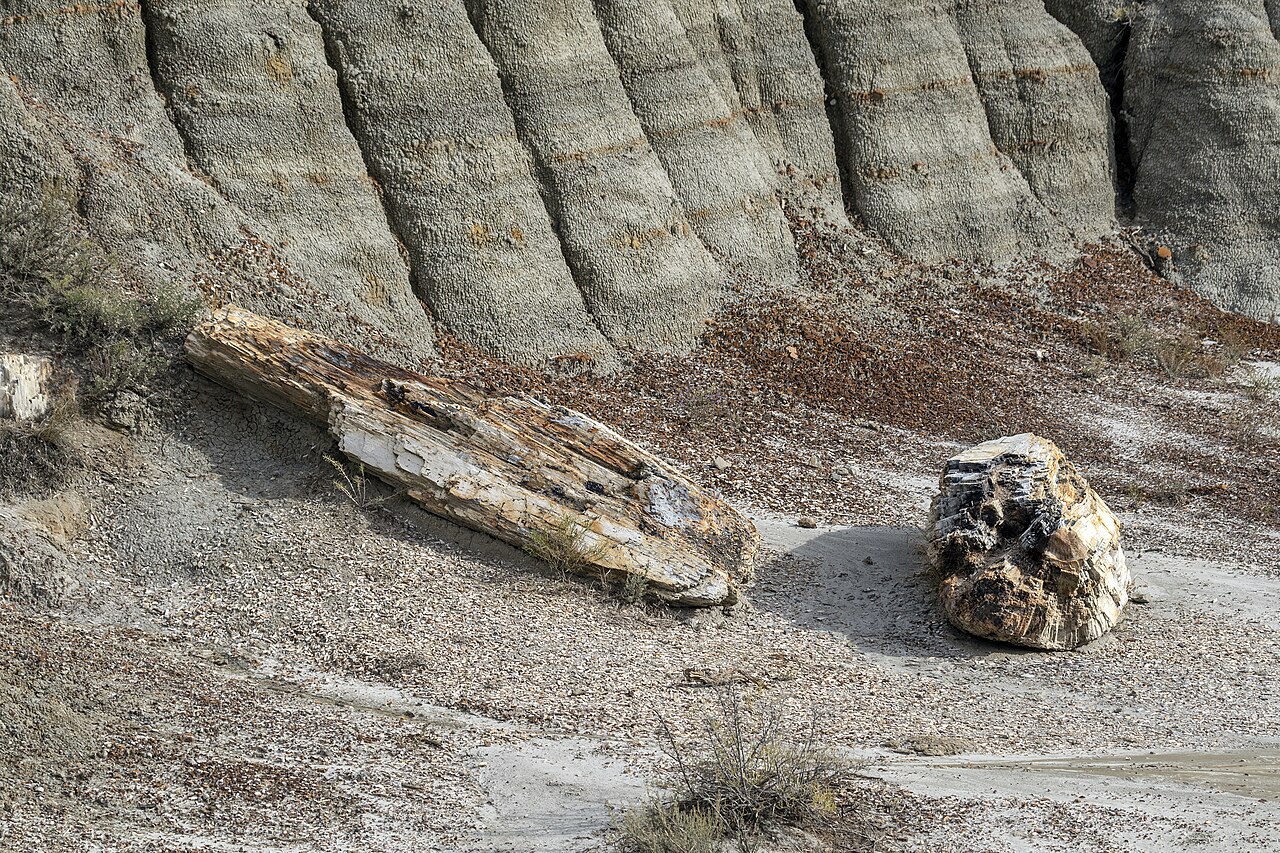 Petrified wood Theodore Roosevelt NP ND1