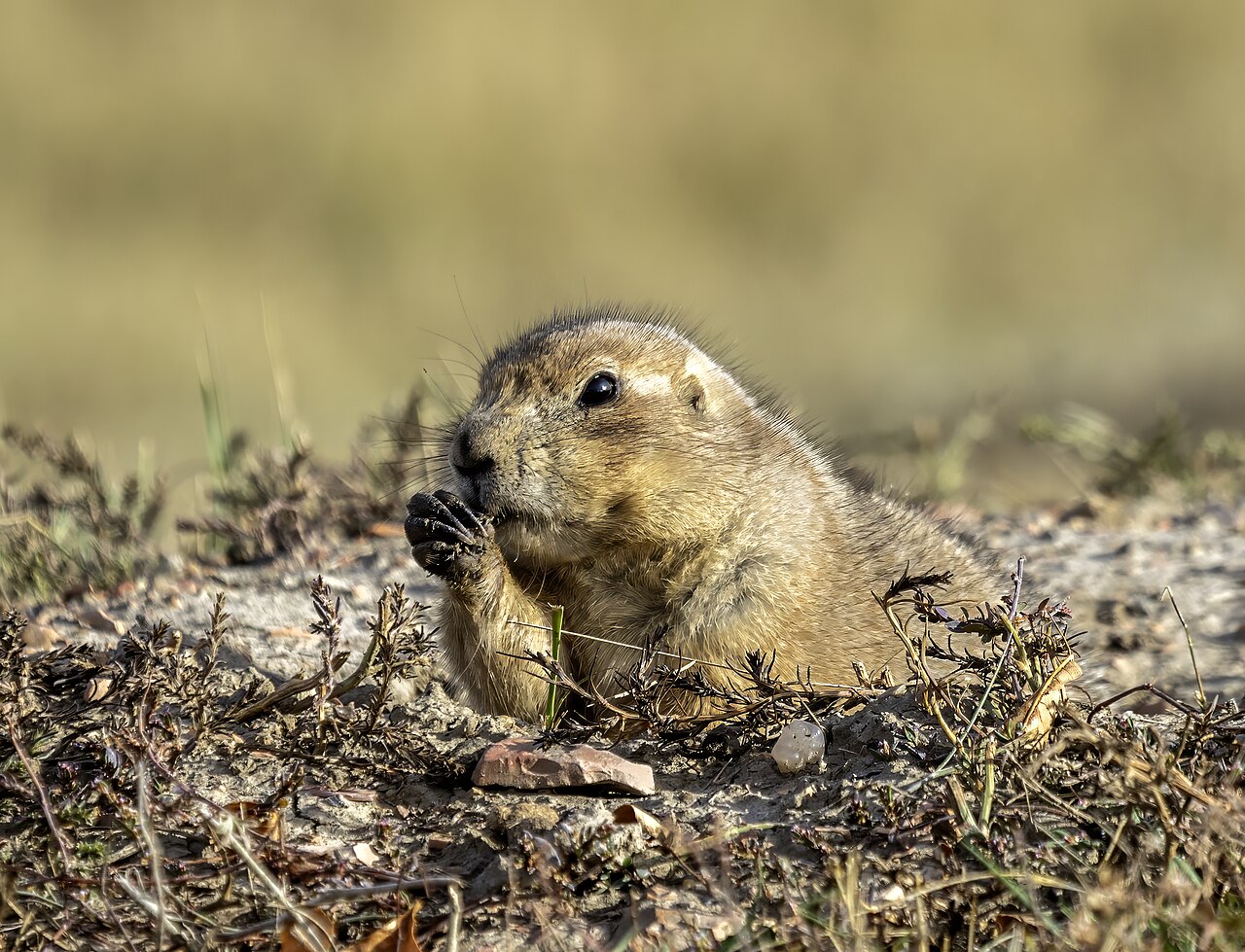 Prairie dog Theodore Roosevelt NP ND1